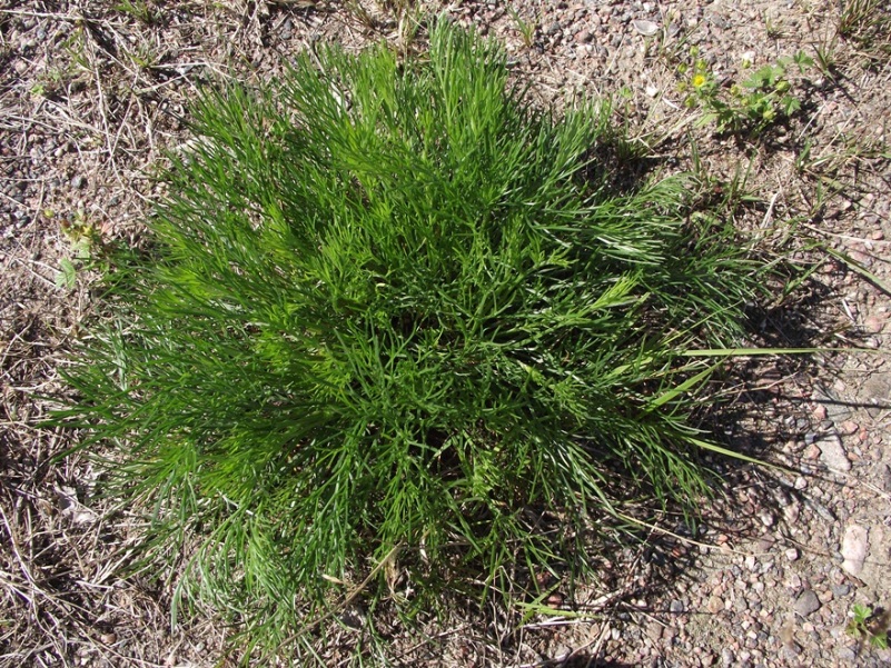 Image of Artemisia campestris specimen.