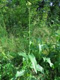 Sonchus arvensis ssp. uliginosus