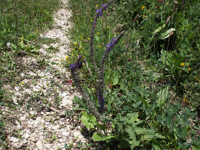 Image of Salvia tesquicola specimen.