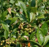 Aronia arbutifolia