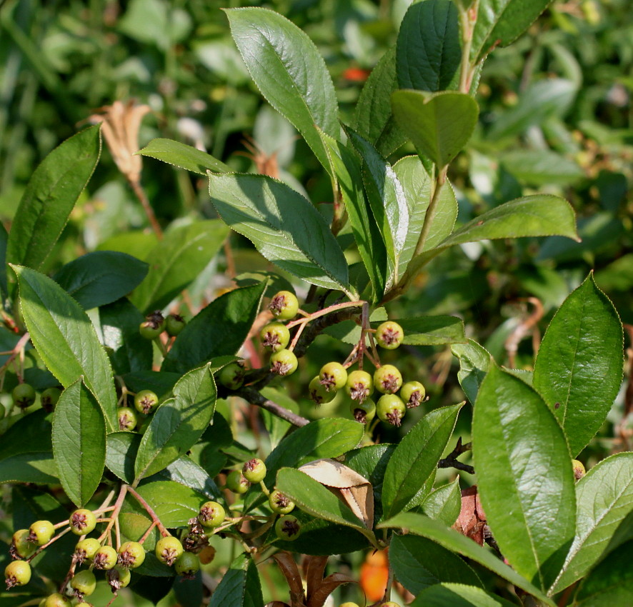 Изображение особи Aronia arbutifolia.