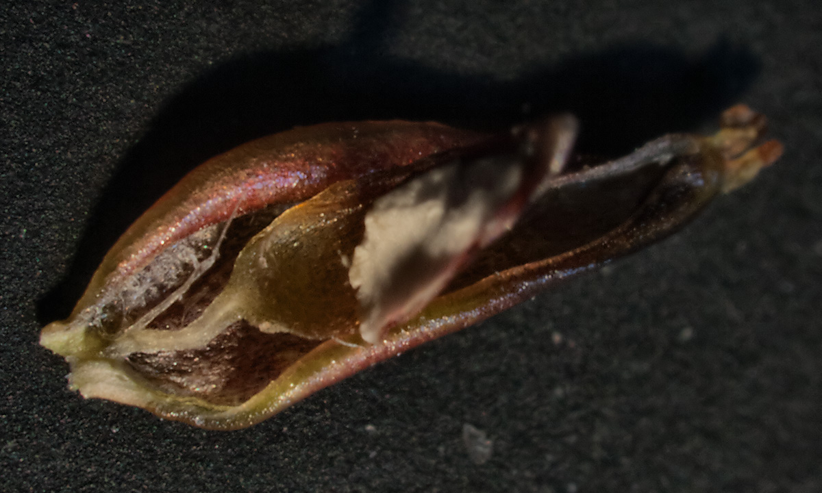 Image of Polygonum aviculare specimen.