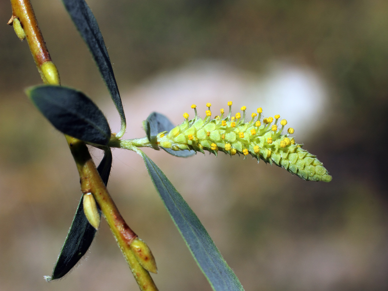 Image of Salix niedzwieckii specimen.