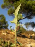 Crepis rhoeadifolia. Лист с обратной стороны. Краснодарский край, окр. г. Геленджик, прибрежная гора, каменистый склон. 24.08.2013.