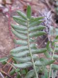 Oxytropis pilosa