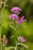 Centaurea jacea