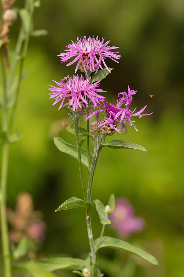 Image of Centaurea jacea specimen.