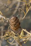 Larix sibirica