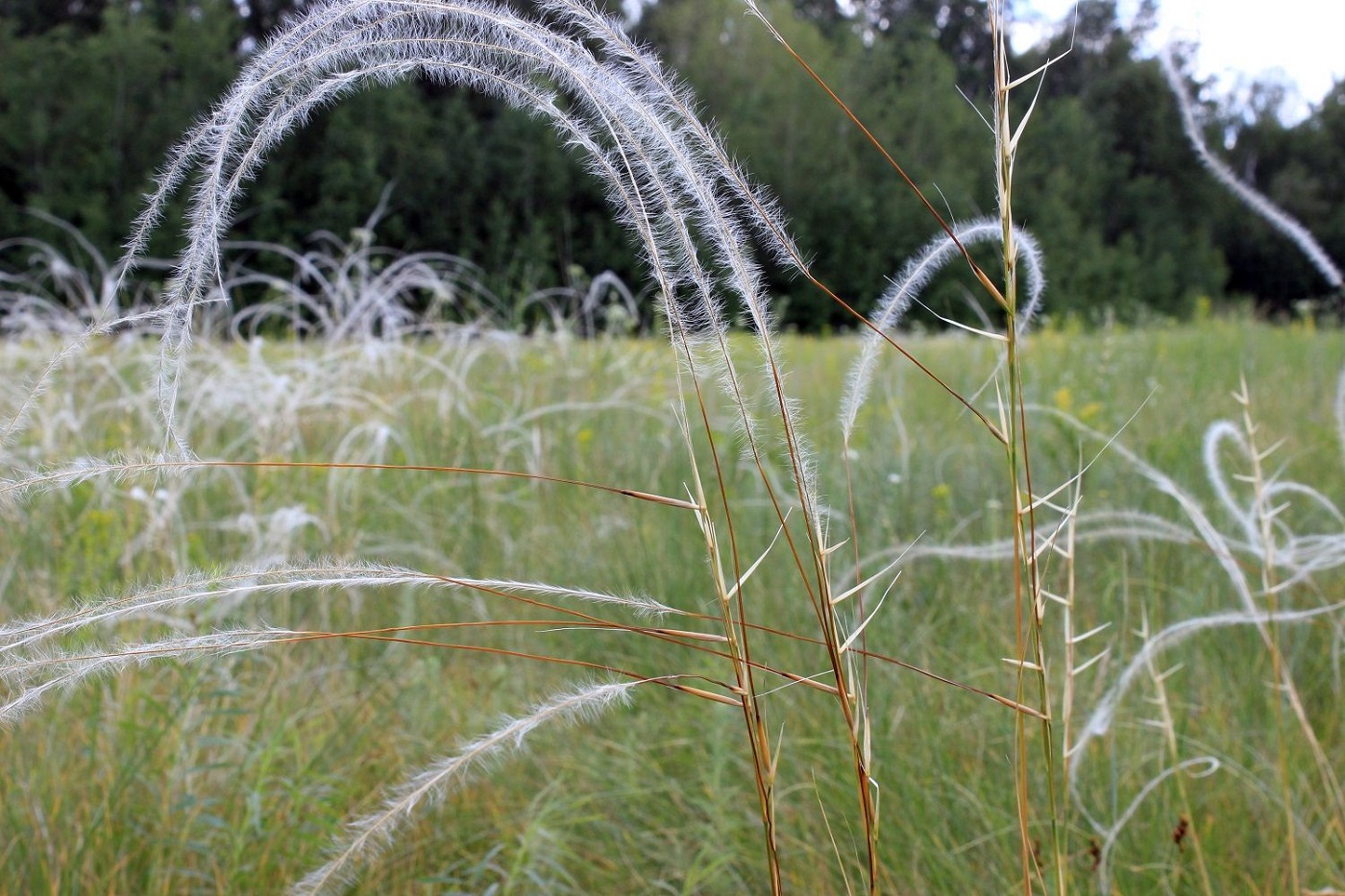 Изображение особи Stipa pennata.