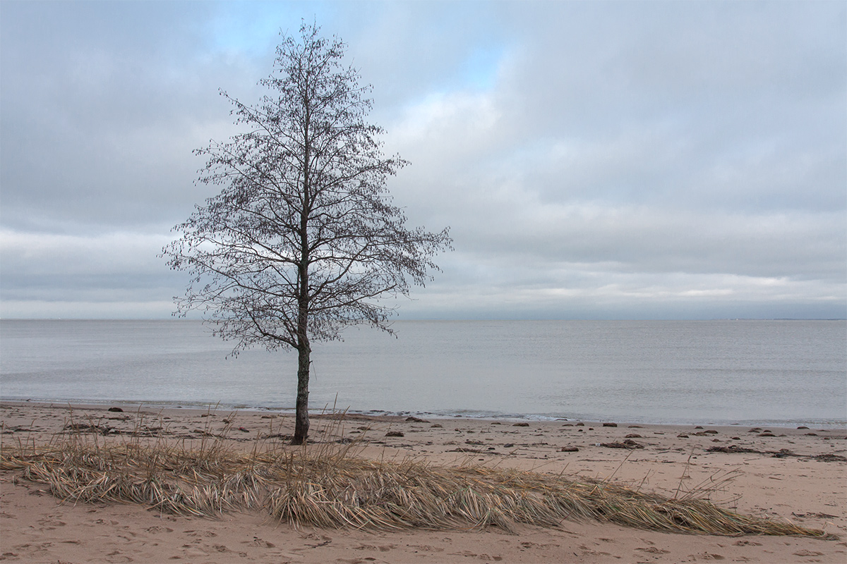 Image of Alnus glutinosa specimen.