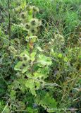 Arctium lappa. Отцветающее растение. Беларусь, Гродненская обл., окр. г. Новогрудок. 05.08.2013.