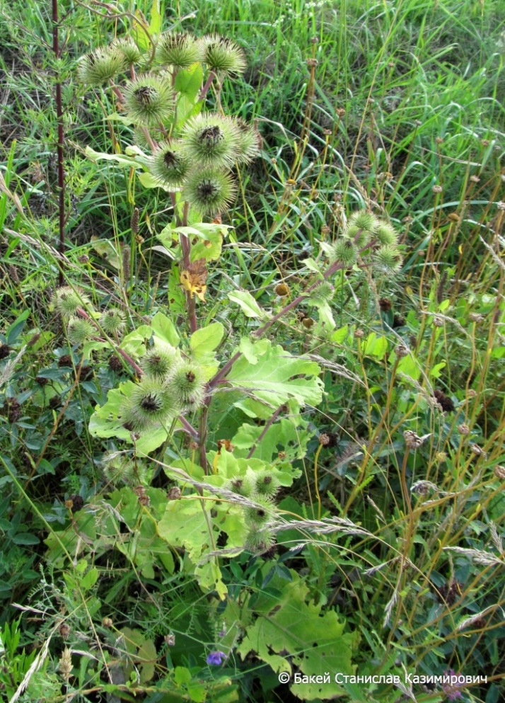 Image of Arctium lappa specimen.