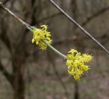 Cornus mas. Веточка с соцветиями. Ростовская обл., Азовский р-н, Александровский лес. 03.04.2013.