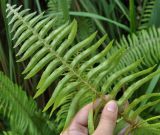 Nephrolepis hirsutula. Верхушка вайи (вид снизу). Таиланд, остров Пханган. 24.06.2013.