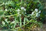 Oxytropis sordida