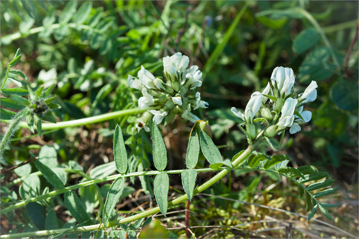 Изображение особи Oxytropis sordida.