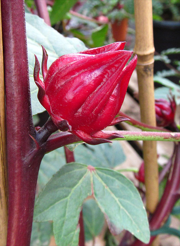Image of Hibiscus sabdariffa specimen.