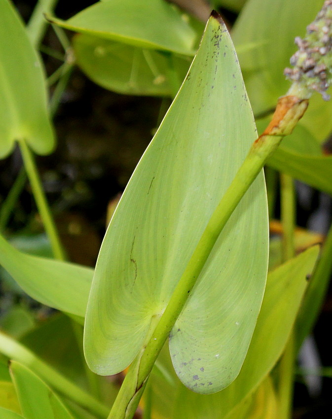 Изображение особи Pontederia cordata.