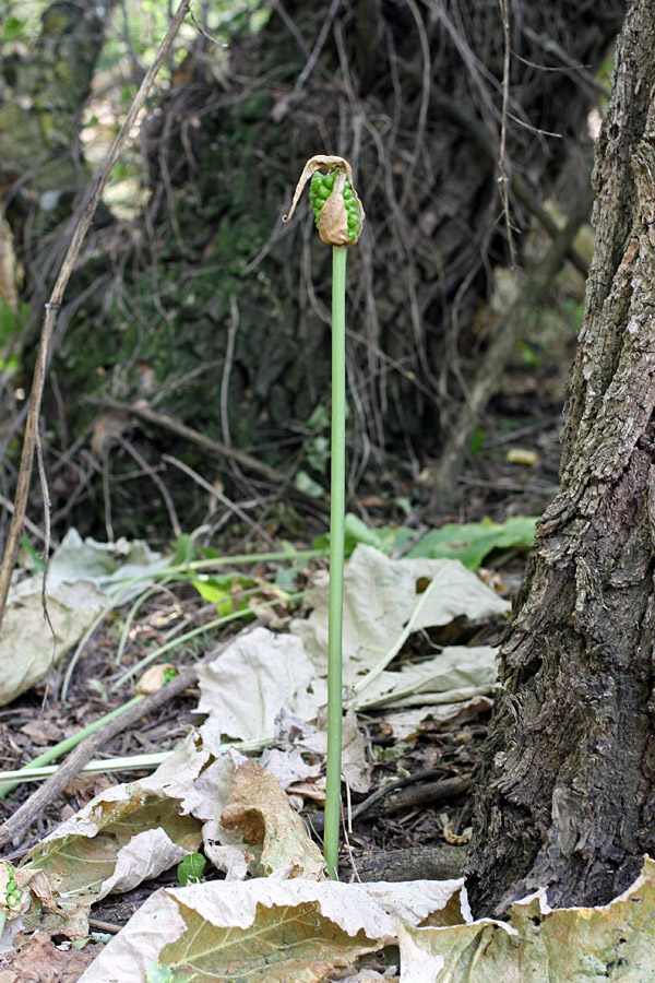 Изображение особи Arum korolkowii.