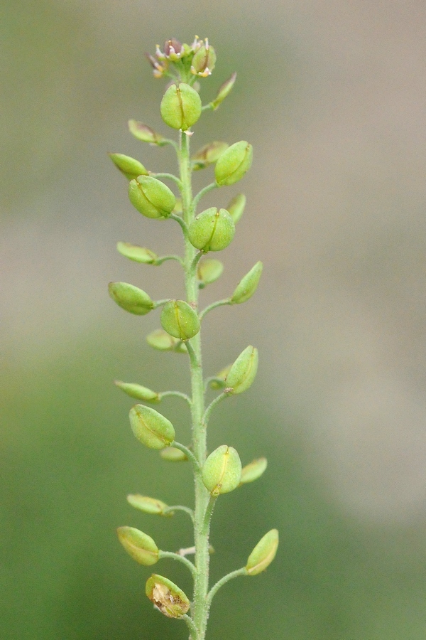 Image of Lepidium apetalum specimen.