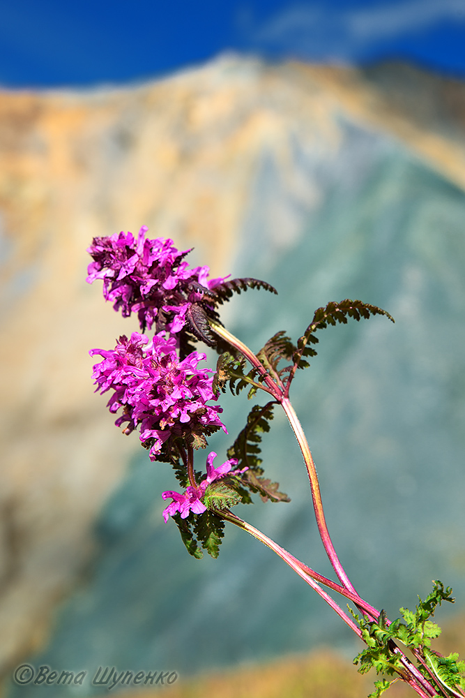 Изображение особи Pedicularis verticillata.