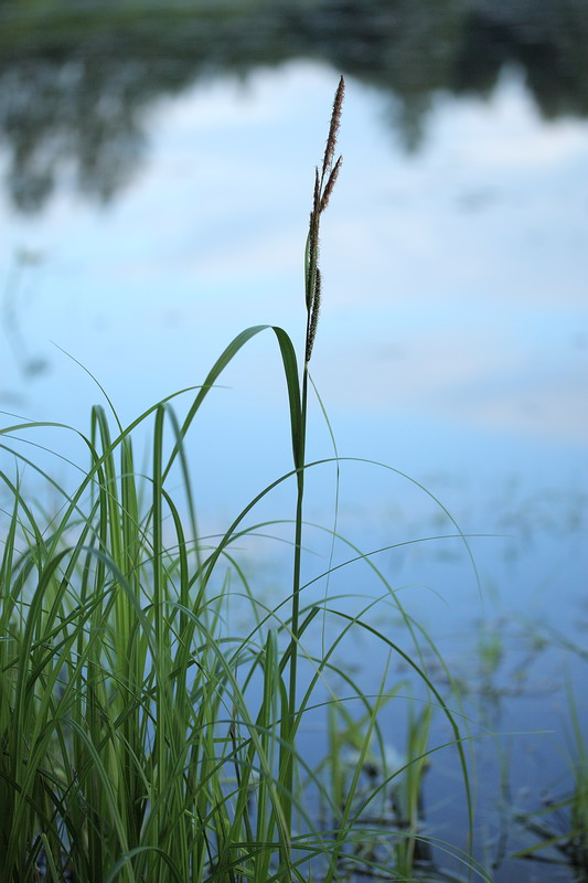 Изображение особи Carex acuta.