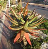 Aloe ferox. Расцветающее растение. Израиль, г. Беэр-Шева, городское озеленение. 30.01.2014.