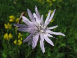 Scorzonera purpurea. Соцветие-корзинка. Украина, Львовская обл., остепнённый луговой склон на выходах известняков. 1 июня 2009 г.