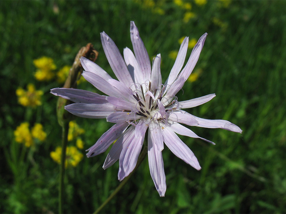 Изображение особи Scorzonera purpurea.