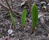 Tulipa biebersteiniana