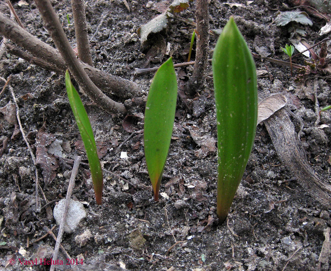 Изображение особи Tulipa biebersteiniana.