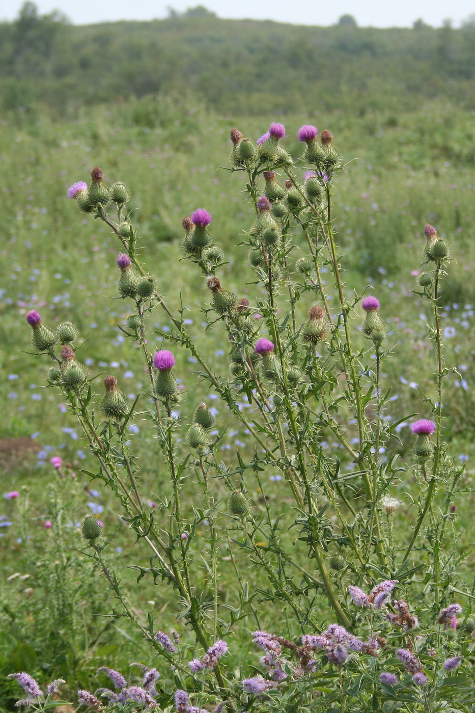 Изображение особи Cirsium vulgare.