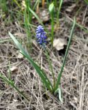 Muscari armeniacum. Цветущее растение. Нагорный Карабах, окр. г. Шуши, Унотское ущелье. 05.05.2013.