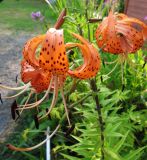 Lilium lancifolium