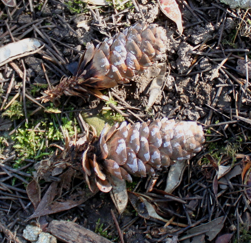 Изображение особи Picea breweriana.