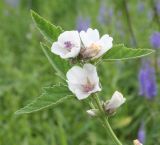 Althaea officinalis. Верхушка цветущего растения. Восточный Казахстан, Уланский р-н, окр.с. Украинка, луг. 11.07.2012.