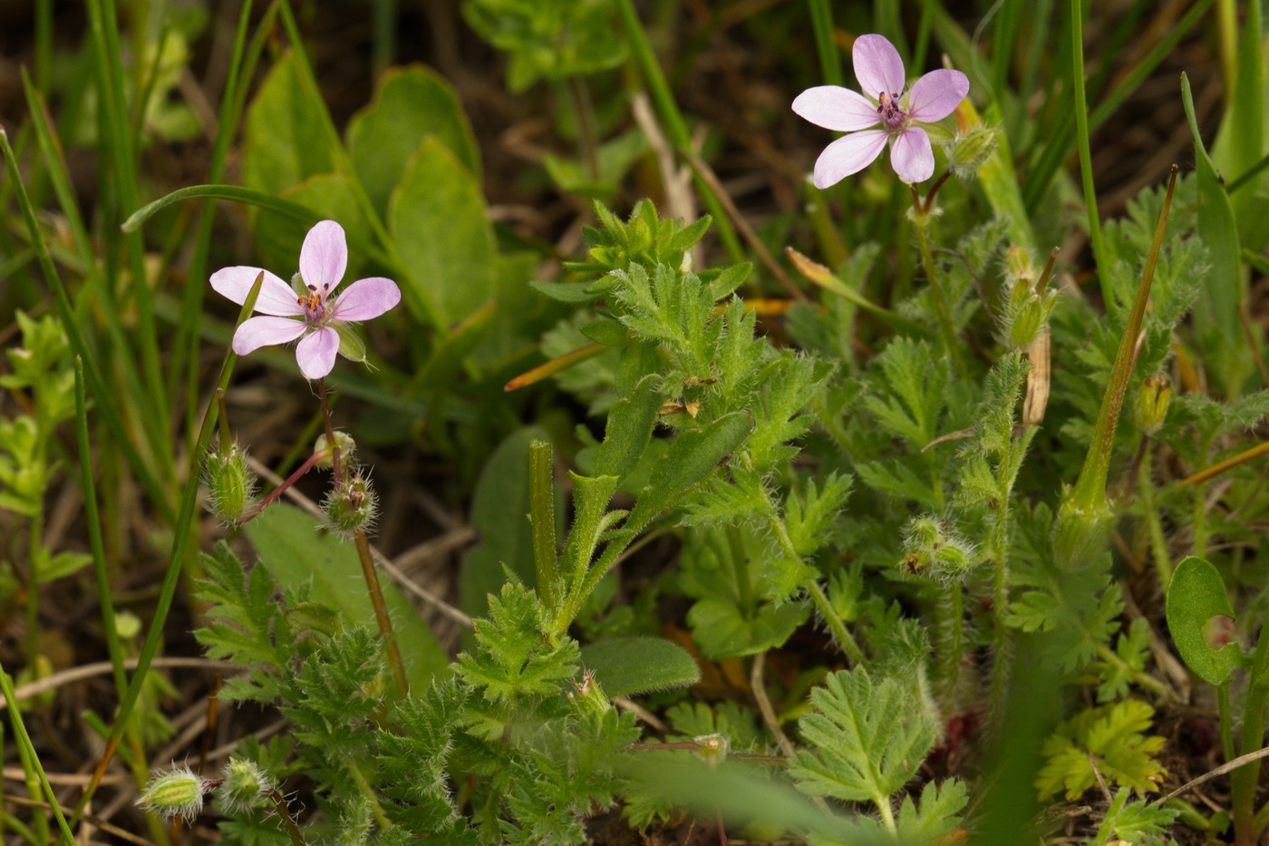 Изображение особи Erodium cicutarium.