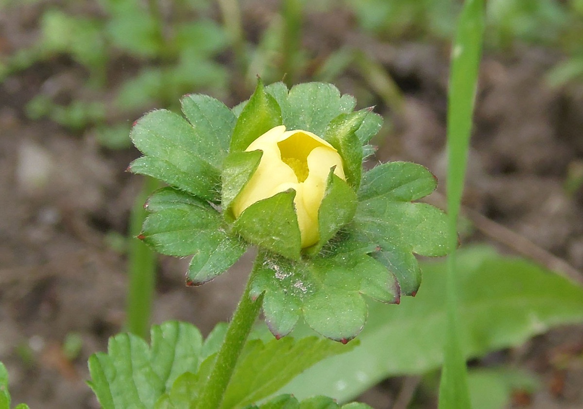 Изображение особи Duchesnea indica.