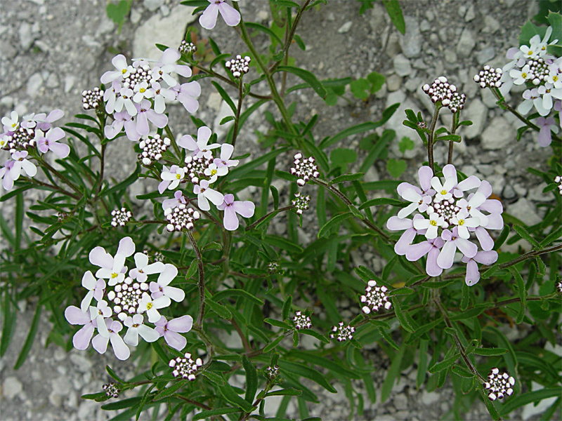 Image of Iberis simplex specimen.