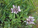 Psoralea bituminosa