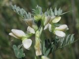 Vicia pannonica