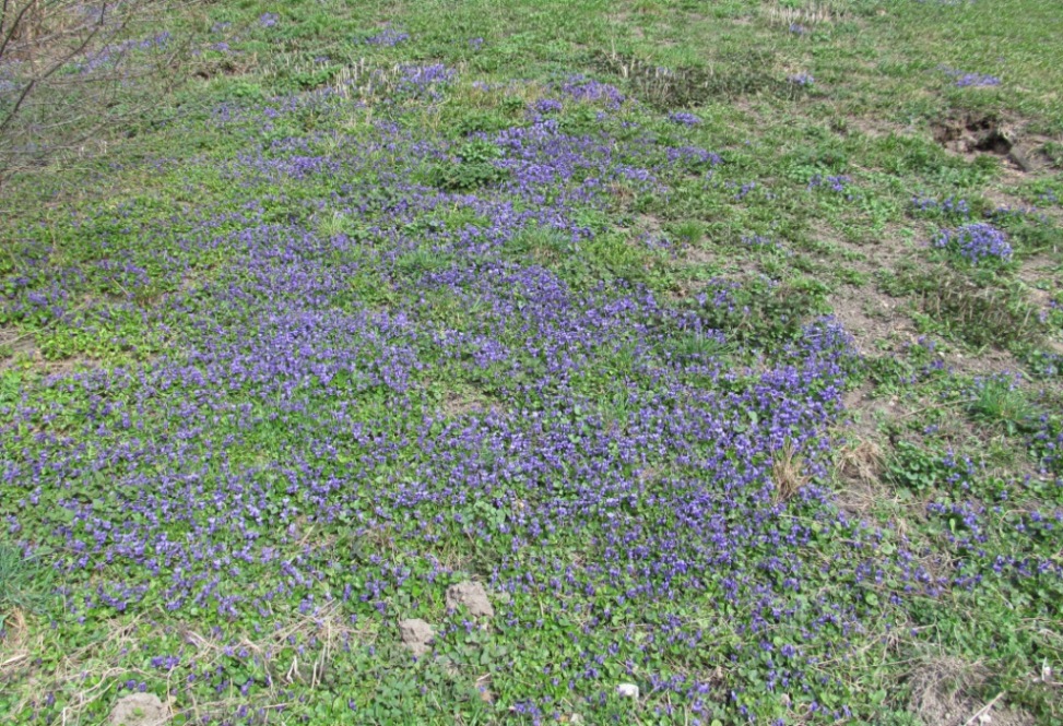 Image of Viola odorata specimen.