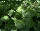 Rodgersia podophylla. Листья цветущего растения. Москва, ГБС РАН. 02.06.2014.