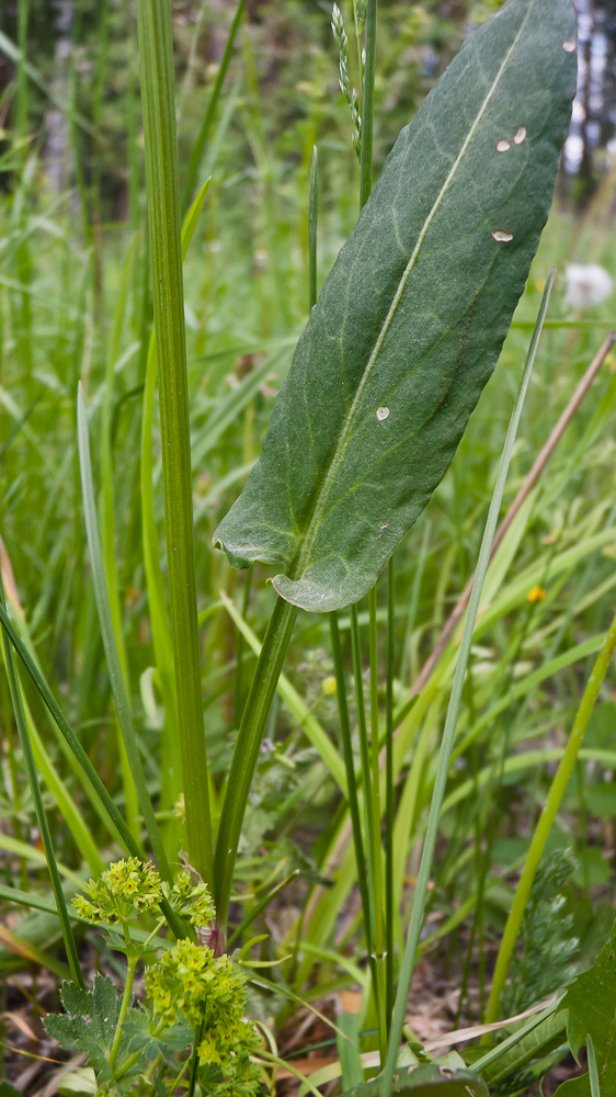 Image of Rumex acetosa specimen.