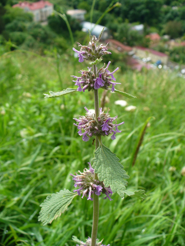 Image of Marrubium leonuroides specimen.