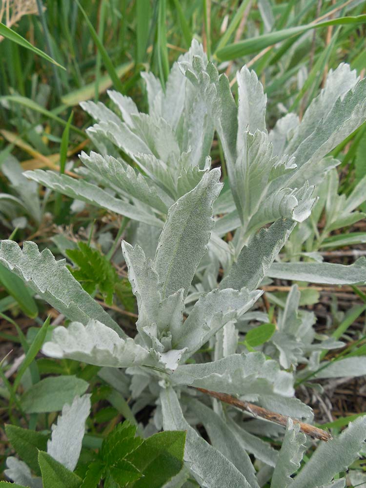 Изображение особи Artemisia ludoviciana.