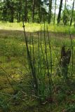 Equisetum hyemale