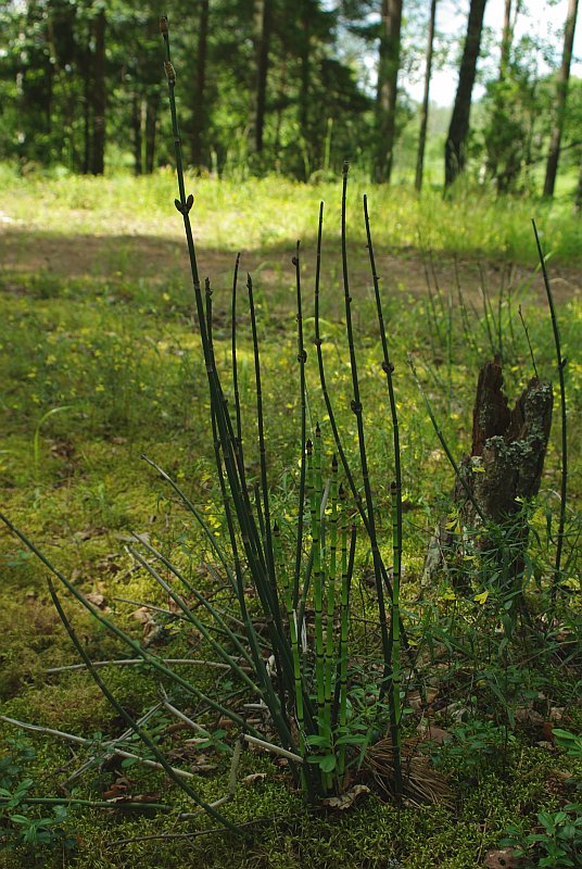 Image of Equisetum hyemale specimen.