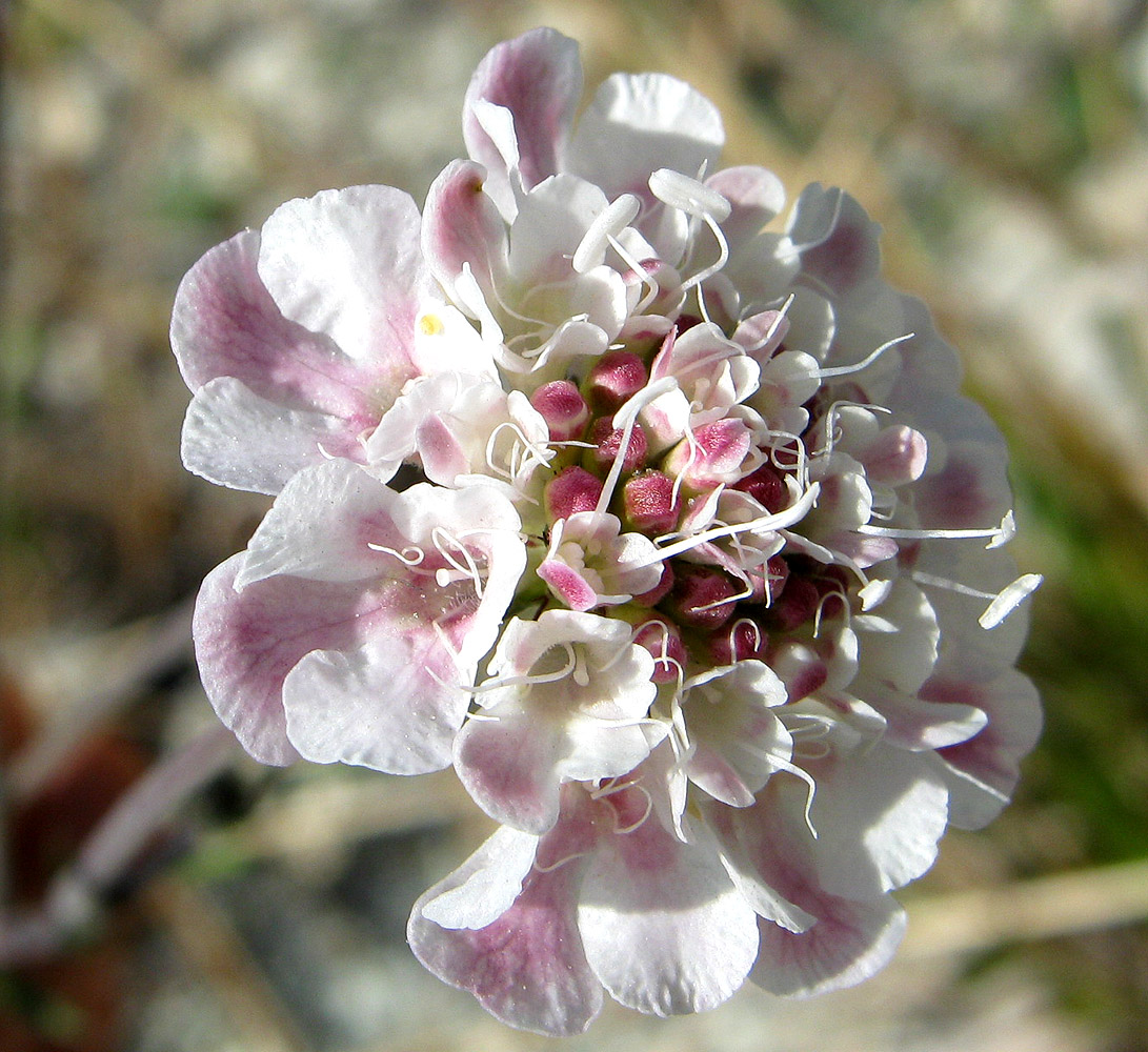 Image of Scabiosa bipinnata specimen.