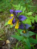 Melampyrum nemorosum